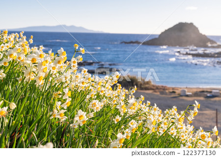 Daffodils in full bloom at Tsumekizaki, Izu Peninsula, Shizuoka Prefecture 122377130