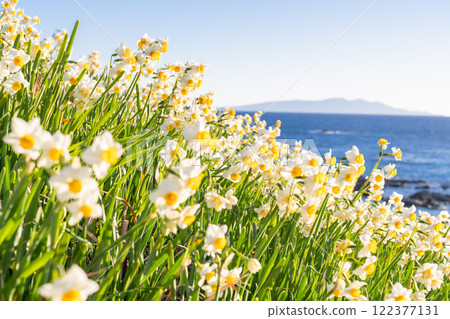 Daffodils in full bloom at Tsumekizaki, Izu Peninsula, Shizuoka Prefecture 122377131