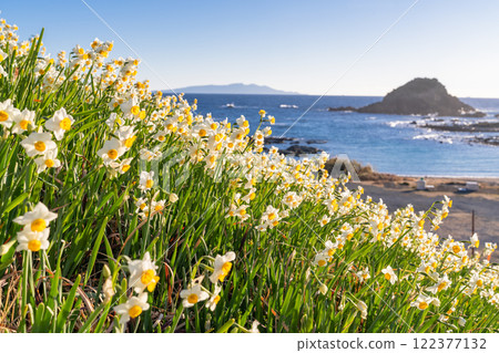 Daffodils in full bloom at Tsumekizaki, Izu Peninsula, Shizuoka Prefecture 122377132