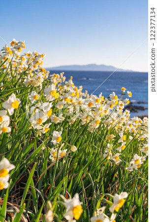 Daffodils in full bloom at Tsumekizaki, Izu Peninsula, Shizuoka Prefecture 122377134