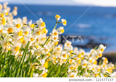 Daffodils in full bloom at Tsumekizaki, Izu Peninsula, Shizuoka Prefecture 122377137