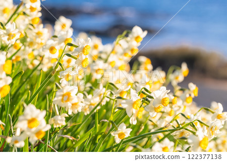 Daffodils in full bloom at Tsumekizaki, Izu Peninsula, Shizuoka Prefecture 122377138
