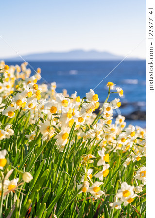 Daffodils in full bloom at Tsumekizaki, Izu Peninsula, Shizuoka Prefecture 122377141