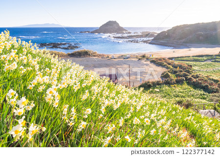 [靜岡縣]伊豆半島築木崎水仙花盛開 122377142