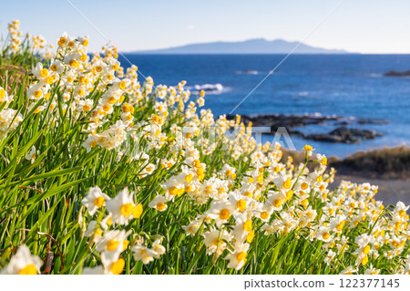 Daffodils in full bloom at Tsumekizaki, Izu Peninsula, Shizuoka Prefecture 122377145