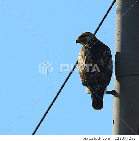 A fluffy, cute and fearless bird of prey: a buzzard on a winter day 122377255