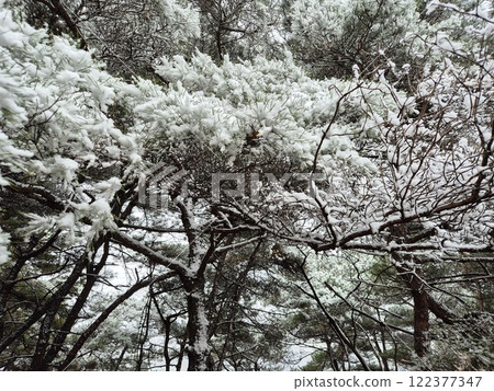 white snow 122377347