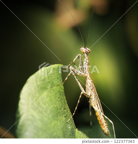 Eastern Tree-running mantis 122377363