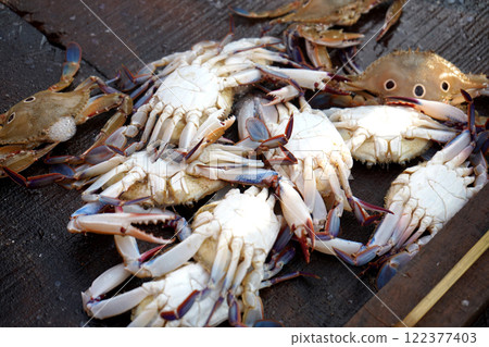 Fresh live crab Collected from Sea at Puri Fresh live crab Collected from Sea at Puri 122377403