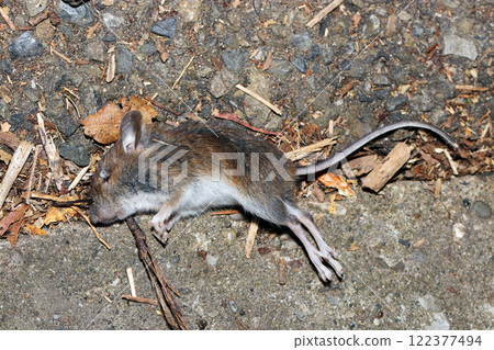 一隻被猛禽攻擊的小田鼠的遺棄屍體。 122377494