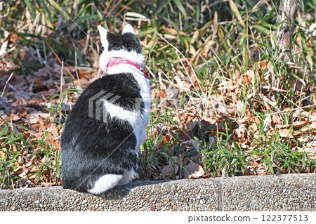 一隻貓在冬季公園曬太陽 一隻貓在冬季公園曬太陽 122377513