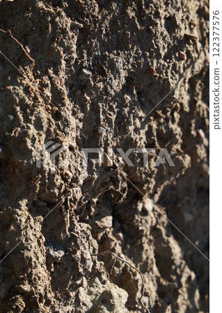 The textured tree bark showcases intricate patterns that are stunning and unique to nature 122377576