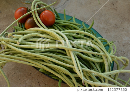 green beans is raw, harvested on wooden background. legumes, vegetarianism and gardening green beans is raw, harvested on wooden background. legumes, vegetarianism and gardening 122377860
