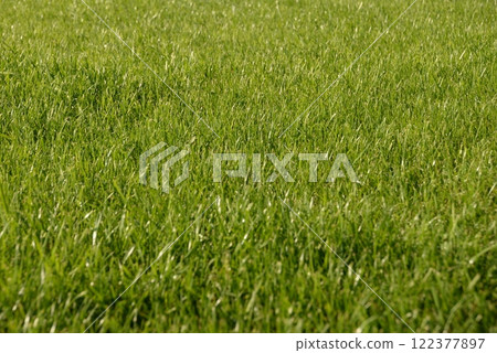 green grass, lawn in the garden. Gardening, landscaping 122377897