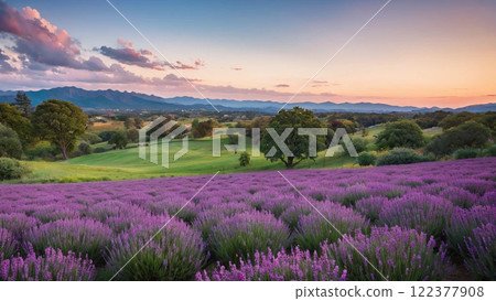 美麗的薰衣草田和日落 美麗的薰衣草田和日落 122377908