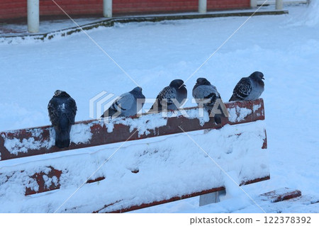 Beautiful Winter Pigeons Are Resting on a Snowy Park Bench in the Urban Landscape Beautiful Winter Pigeons Are Resting on a Snowy Park Bench in the Urban Landscape 122378392