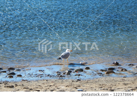 Seagull walk along beach at sea. Ecology and fauna. Sunny day and relaxation. 122378664