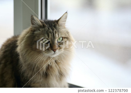 Siberian cat sits near a window 122378700