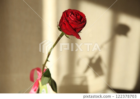 red rose flower in the bright sun red rose flower in the bright sun 122378703