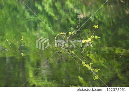 Fresh green reflected on the surface of the water 122378961