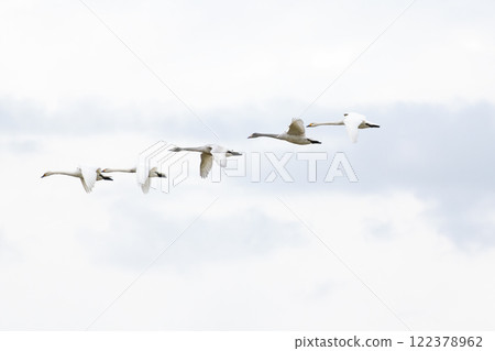 Whooper swans that flew to Japan, Toyama Prefecture Whooper swans that flew to Japan, Toyama Prefecture 122378962