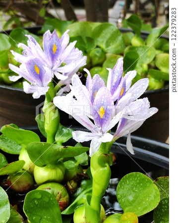 水葫蘆 122379283
