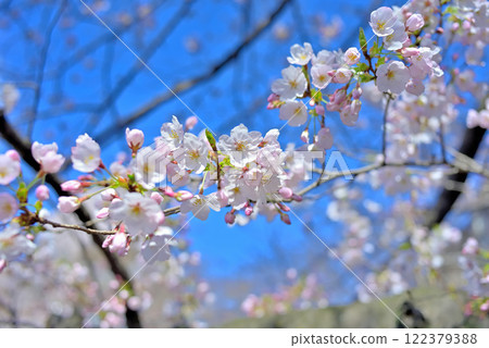 春日的櫻花與藍天 122379388