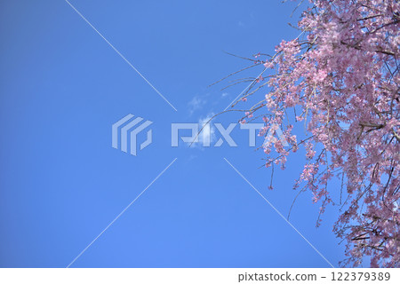 春日的櫻花與藍天 春日的櫻花與藍天 122379389