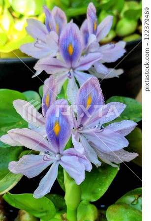 Water hyacinth Water hyacinth 122379469