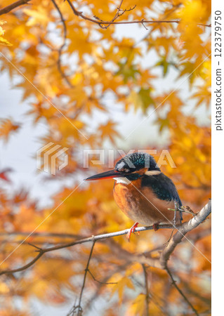 Momiji and Kingfishers Momiji and Kingfishers 122379750