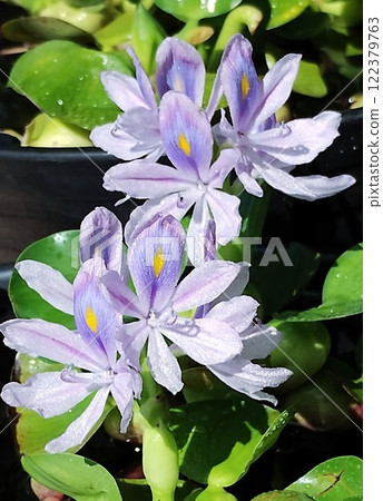 水葫蘆 122379763