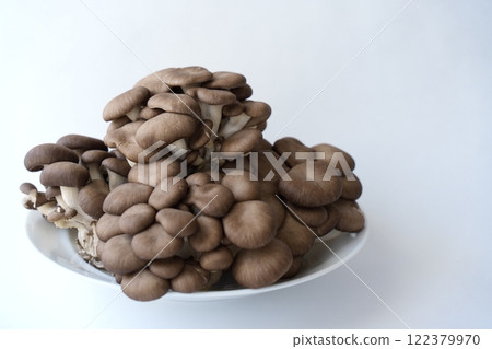 Marbled Hiratake - 3:2 122379970