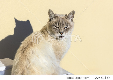 Cat Siamese mix stray cat 122380152