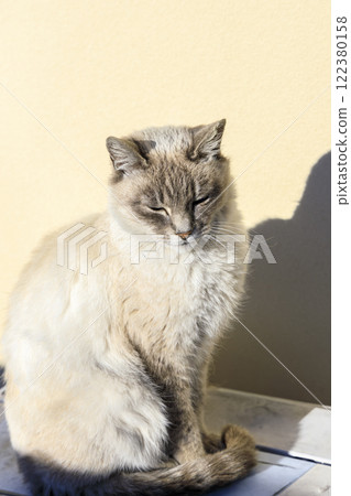 Cat Siamese mix stray cat 122380158