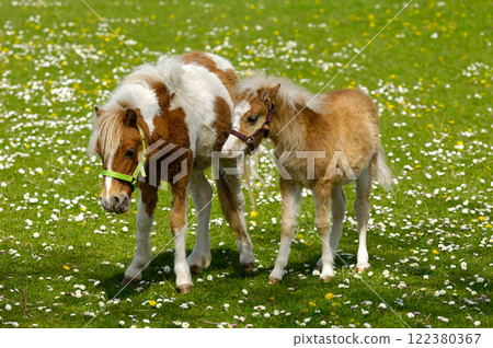 Horse mother and child 122380367