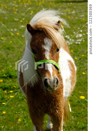 Pony horse on green grass Pony horse on green grass 122380369