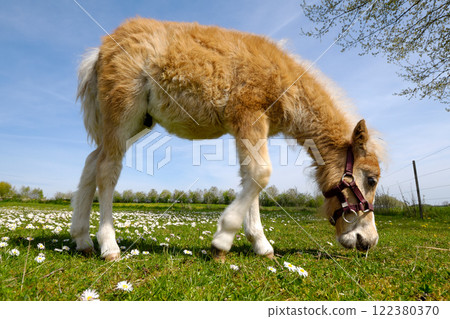 Horse foal is eating green grass Horse foal is eating green grass 122380370
