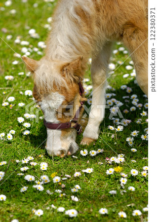Young horse is eating grass Young horse is eating grass 122380371