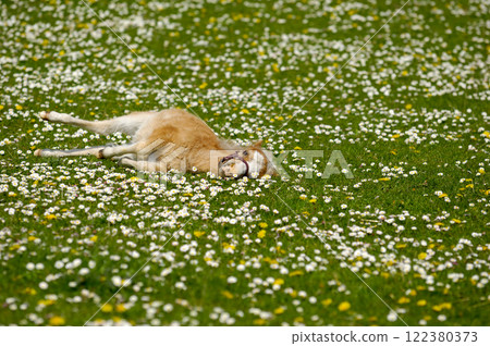 Horse foal resting on flower field Horse foal resting on flower field 122380373