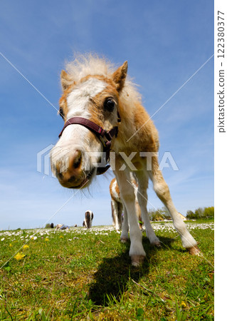 Young foal horse on field 122380377