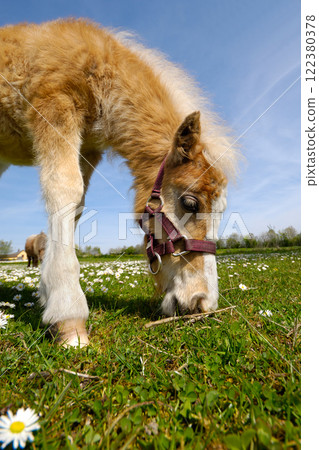 Horse foal is eating green grass 122380378
