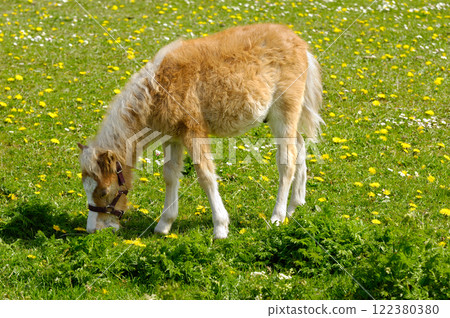 Horse foal is eating grass Horse foal is eating grass 122380380