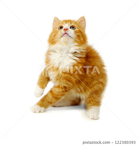 Kitten Kitten 122380393