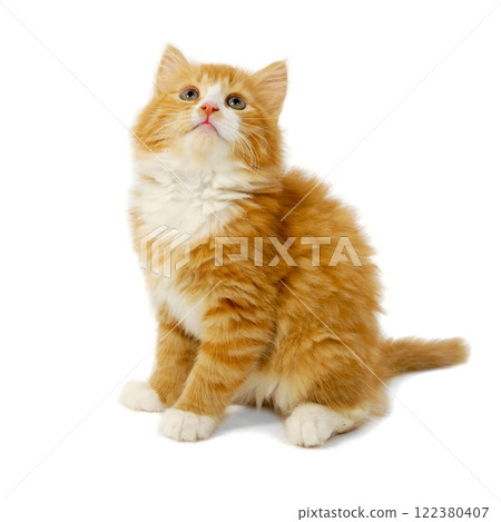 Kitten 122380407