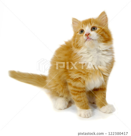 Small kitten 122380417