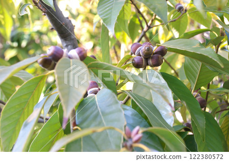 Arakashi no Oe 122380572