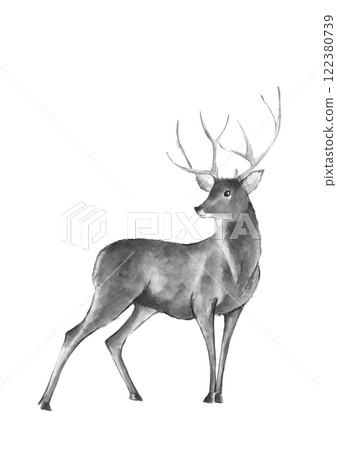 Male deer painted in watercolor [hand-drawn] Monotone illustration White background Transparent background Copy space available 122380739