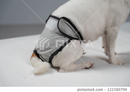 Jack Russell Terrier dog sits on bed in reusable diapers. Jack Russell Terrier dog sits on bed in reusable diapers. 122380799
