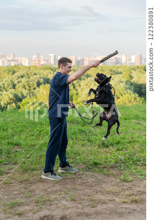 Pit bull terrier jumps for a stick. Guy training a dog. Vertical photo.  122380891