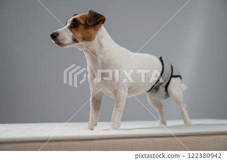 Jack Russell Terrier dog standing on bed in reusable diapers.  122380942